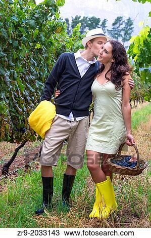 Couple in late twenties collecting grapes in a vineyard during a light rain, Winelands, Western Cape, Stellenbosch, South Africa. View Large Photo Image Stock Image - Couple in late twenties collecting grapes in a vineyard during a light rain, Winelands, Western Cape, Stellenbosch, South Africa.. Fotosearch
