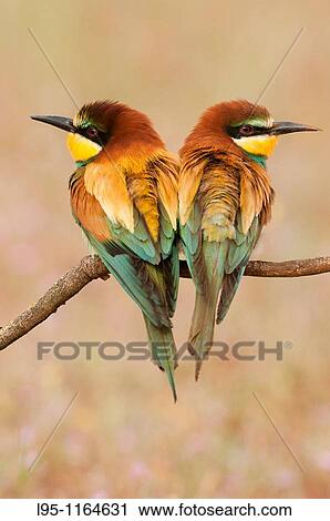 Stock Image - Couple of European Beeeaters Merops apiaster perched in the surroundings of the nest in breeding season, Spain. Fotosearch