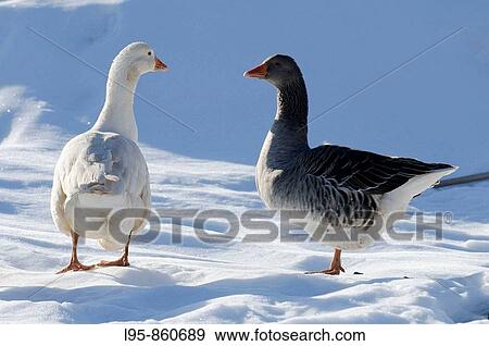 Couple of Geese (Anser anser) in the snow at a farm in the mid Atlas range, Azrou, Morocco View Large Photo Image Stock Photo - Couple of Geese (Anser anser) in the snow at a farm in the mid Atlas range, Azrou, Morocco. Fotosearch