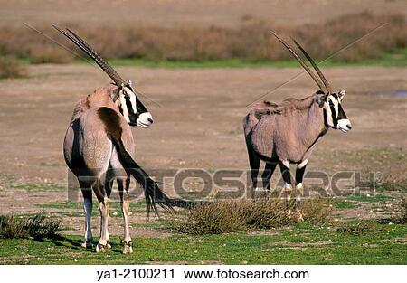 Stock Image - Couple of Oryx (Oryx gazella), African animal park, Sigean, Aude, Languedoc-Rousillon, France.. Fotosearch