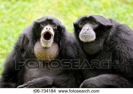 Couple of Siamang gibbon vocalising (Hylobates syndactylus) captive View Large Photo Image Picture - Couple of Siamang gibbon vocalising (Hylobates syndactylus) captive. Fotosearch