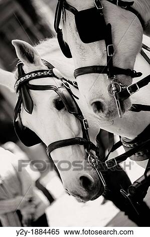 Stock Photography - Couple of white horses with harness. Fotosearch