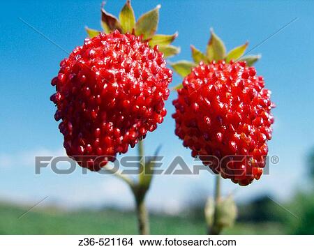 Couple of wild strawberries View Large Photo Image Picture - Couple of wild strawberries. Fotosearch
