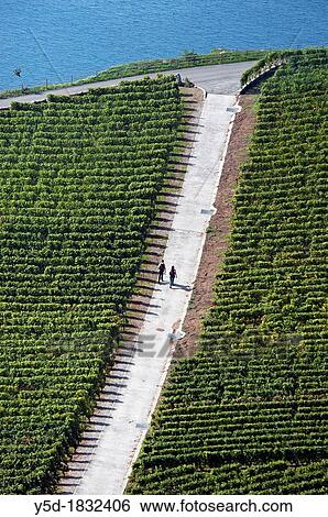 couple walking across vineyards, Lavaux vineyards, Unesco heritage, Swiss Riviera, canton Vaud, Switzerland, Lake Geneva shore View Large Photo Image Stock Photograph - couple walking across vineyards, Lavaux vineyards, Unesco heritage, Swiss Riviera, canton Vaud, Switzerland, Lake Geneva shore. Fotosearch