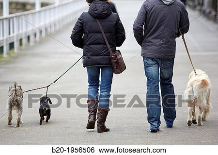 Couple walking dogs, Gij? n, Asturias, Spain. View Large Photo Image Stock Photograph - Couple walking dogs, Gij? n, Asturias, Spain.. Fotosearch