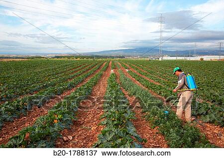 Stock Photo - Courgette growing fields, Weed control, Fumigation, Agricultural fields, High Ribera, Arga-Aragon Ribera, Navarre, Spain. Fotosearch