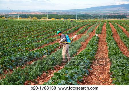 Courgette growing fields, Weed control, Fumigation, Agricultural fields, High Ribera, Arga-Aragon Ribera, Navarre, Spain View Large Photo Image Stock Photo - Courgette growing fields, Weed control, Fumigation, Agricultural fields, High Ribera, Arga-Aragon Ribera, Navarre, Spain. Fotosearch