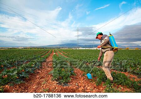Courgette growing fields, Weed control, Fumigation, Agricultural fields, High Ribera, Arga-Aragon Ribera, Navarre, Spain View Large Photo Image Stock Photograph - Courgette growing fields, Weed control, Fumigation, Agricultural fields, High Ribera, Arga-Aragon Ribera, Navarre, Spain. Fotosearch