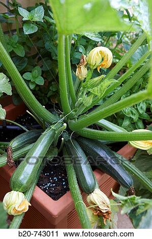 Courgettes growing in plant pot View Large Photo Image Stock Image - Courgettes growing in plant pot. Fotosearch