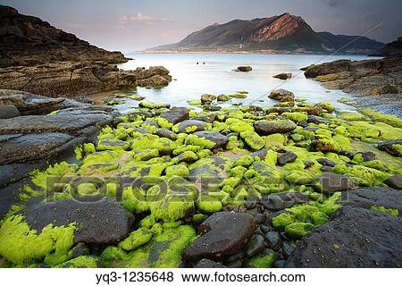 Cove in Sonabia, Montaa Oriental Costera in background. Castro Urdiales, Cantabria, Spain View Large Photo Image Stock Photo - Cove in Sonabia, Montaa Oriental Costera in background. Castro Urdiales, Cantabria, Spain. Fotosearch
