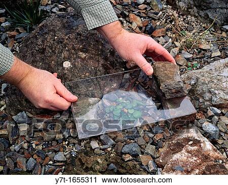 Stock Image - Covering rockery plants Soldanella sp with raised panes of glass to keep off rain. Fotosearch