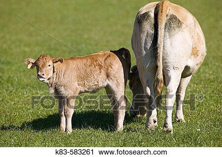 Cow and calf. Irati, Navarra, Spain View Large Photo Image Stock Image - Cow and calf. Irati, Navarra, Spain. Fotosearch
