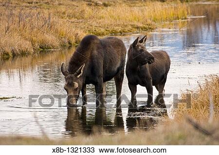 Cow and calf moose Alces alces shirasi feeding near the Gros Ventre river just outside of Grand Teton National Park, Wyoming, USA The moose is actually the largest member of the deer family View Large Photo Image Stock Image - Cow and calf moose Alces alces shirasi feeding near the Gros Ventre river just outside of Grand Teton National Park, Wyoming, USA The moose is actually the largest member of the deer family. Fotosearch