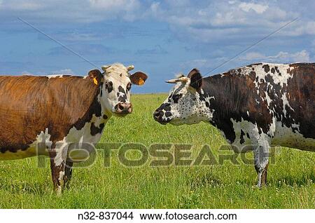 Cow. Basse_Normandie. Normandy. France View Large Photo Image Picture - Cow. Basse_Normandie. Normandy. France. Fotosearch
