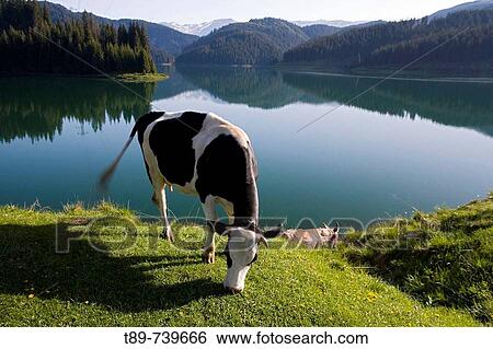 Cow eating by the Lake View Large Photo Image Stock Photograph - Cow eating by the Lake. Fotosearch