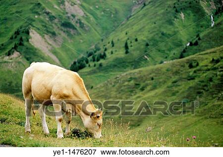 Cow grazing on Pic du Midi, Pyrenees, France. View Large Photo Image Stock Photo - Cow grazing on Pic du Midi, Pyrenees, France.. Fotosearch