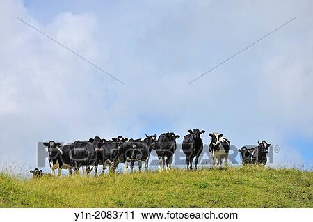 Cow Herd on Meadow, Summer, Horohoro, Bay of Plenty, North Island, New Zealand. View Large Photo Image Stock Image - Cow Herd on Meadow, Summer, Horohoro, Bay of Plenty, North Island, New Zealand.. Fotosearch