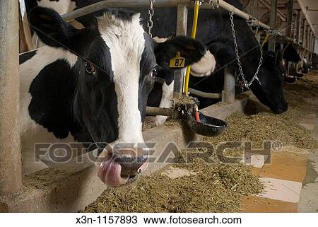 Cow in Corral of Dairy farm View Large Photo Image Stock Image - Cow in Corral of Dairy farm. Fotosearch