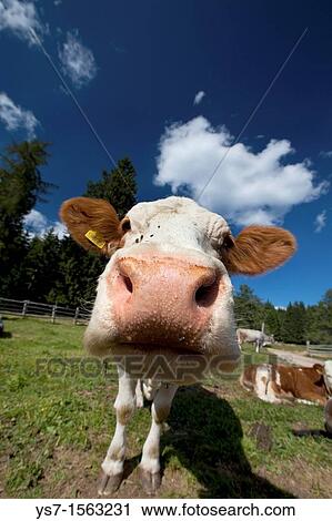 Cow in South Tyrol mountains, Bolzano, Italy View Large Photo Image Stock Image - Cow in South Tyrol mountains, Bolzano, Italy. Fotosearch