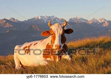 Stock Image - cow lying on meadow in alpine landscape, Niederhorn, Switzerland. Fotosearch