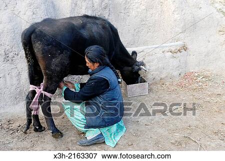 cow milking, Stok village, Ladakh region, state of Jammu and Kashmir, India, Asia View Large Photo Image Stock Photo - cow milking, Stok village, Ladakh region, state of Jammu and Kashmir, India, Asia. Fotosearch