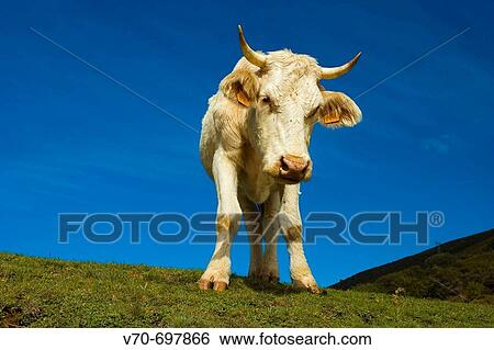 Cow, Montseny. Barcelona province, Catalonia, Spain View Large Photo Image Stock Photograph - Cow, Montseny. Barcelona province, Catalonia, Spain. Fotosearch
