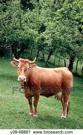 Cow, Mutiloa. Guipuzcoa, Euskadi, Spain View Large Photo Image Stock Photo - Cow, Mutiloa. Guipuzcoa, Euskadi, Spain. Fotosearch