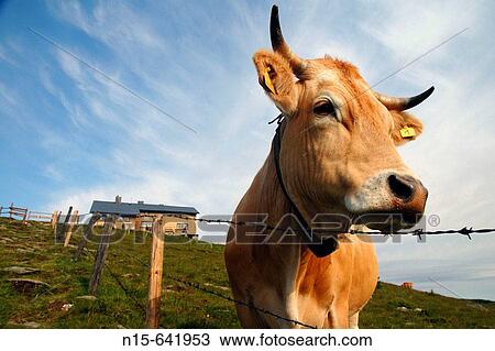 Cow near the Wetterkoglerhaus (hut in background) on the summit of the Hochwechsel, Neiderosterrich (Lower Austria). View Large Photo Image Stock Image - Cow near the Wetterkoglerhaus (hut in background) on the summit of the Hochwechsel, Neiderosterrich (Lower Austria).. Fotosearch