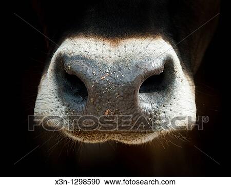 Cow nose View Large Photo Image Stock Image - Cow nose. Fotosearch