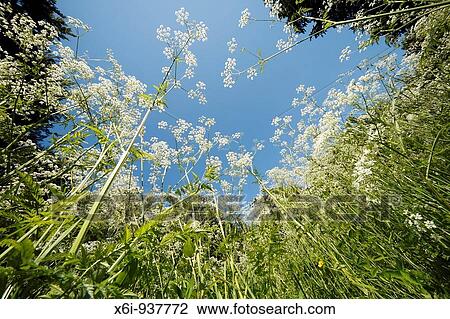 Stock Image - Cow Parsley (Anthriscus sylvestris) flowering profusely on forest glade. Fotosearch