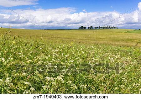 Cow Parsley growing in fields in Northumberland that run alongside Hadrians Wall. View Large Photo Image Stock Image - Cow Parsley growing in fields in Northumberland that run alongside Hadrians Wall.. Fotosearch
