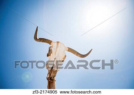 Cow skull on a post. View Large Photo Image Stock Photography - Cow skull on a post.. Fotosearch