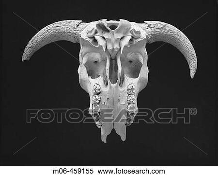 Cow skull, with horns, on black background View Large Photo Image Stock Photography - Cow skull, with horns, on black background. Fotosearch