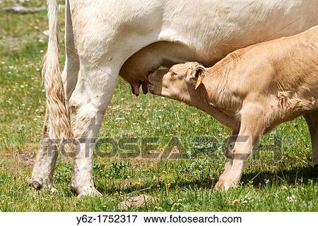 Cow suckling calf in the meadows Guadalaviar and Griegos, Montes Universales, Teruel, Aragon, Spain View Large Photo Image Stock Photo - Cow suckling calf in the meadows Guadalaviar and Griegos, Montes Universales, Teruel, Aragon, Spain. Fotosearch
