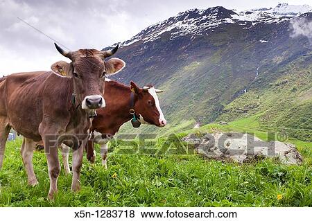 Cow, Switzerland View Large Photo Image Stock Photo - Cow, Switzerland. Fotosearch