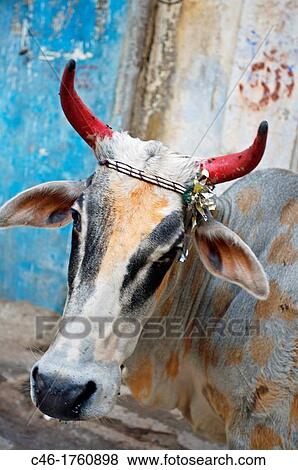 Cow, Udaipur Rajasthan India. View Large Photo Image Stock Photo - Cow, Udaipur Rajasthan India.. Fotosearch