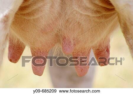 Stock Photo - Cow udder. Fotosearch