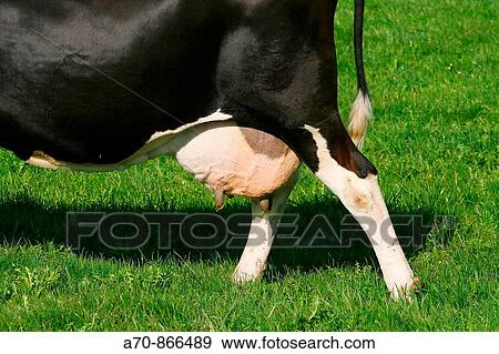 Cow udders. Switzerland View Large Photo Image Stock Photo - Cow udders. Switzerland. Fotosearch