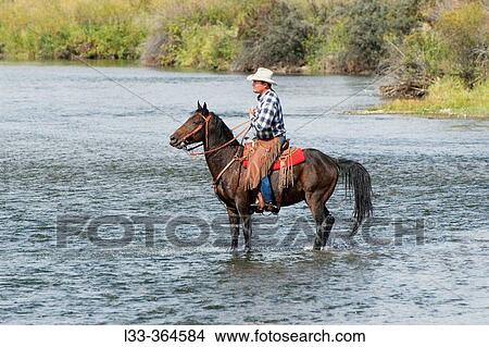 Cowboy and horsae standing in river. Montana. USA View Large Photo Image Picture - Cowboy and horsae standing in river. Montana. USA. Fotosearch