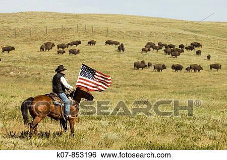 Cowboy at Bison Roundup, Custer State Park, Black Hills, South Dakota, USA View Large Photo Image Stock Photograph - Cowboy at Bison Roundup, Custer State Park, Black Hills, South Dakota, USA. Fotosearch