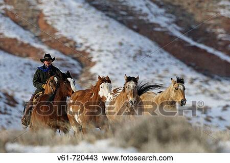 Stock Image - Cowboy herding horsed in winter, Shell, Wyoming. Usa. Fotosearch