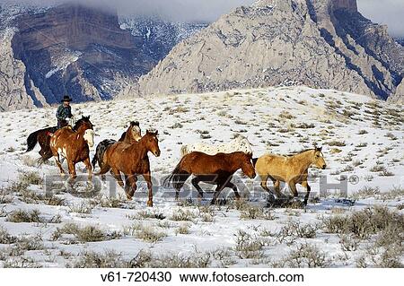 Cowboy herding horses in winter, Shell, Wyoming, Usa View Large Photo Image Stock Image - Cowboy herding horses in winter, Shell, Wyoming, Usa. Fotosearch