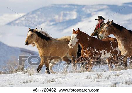 Cowboy herding horses in winter, Shell, Wyoming, Usa View Large Photo Image Stock Image - Cowboy herding horses in winter, Shell, Wyoming, Usa. Fotosearch