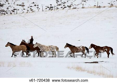 Cowboy herding horses in winter, Shell, Wyoming, Usa View Large Photo Image Stock Photo - Cowboy herding horses in winter, Shell, Wyoming, Usa. Fotosearch