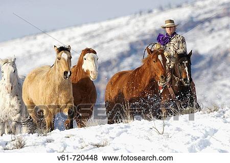 Cowboy herding horses in winter, Shell, Wyoming, Usa View Large Photo Image Stock Photo - Cowboy herding horses in winter, Shell, Wyoming, Usa. Fotosearch