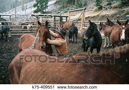 Cowboy in corral of horses View Large Photo Image Stock Image - Cowboy in corral of horses. Fotosearch