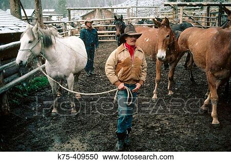 Cowboy leading horse out of corral View Large Photo Image Stock Image - Cowboy leading horse out of corral. Fotosearch