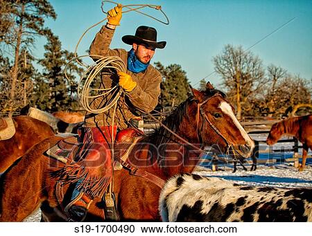 Cowboy on horse roping a steer View Large Photo Image Stock Image - Cowboy on horse roping a steer. Fotosearch