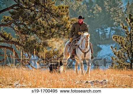 Cowboy riding horse with dog helping View Large Photo Image Stock Photography - Cowboy riding horse with dog helping. Fotosearch