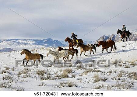 Cowboys herding horses in winter, Shell, Wyoming. Usa View Large Photo Image Stock Image - Cowboys herding horses in winter, Shell, Wyoming. Usa. Fotosearch